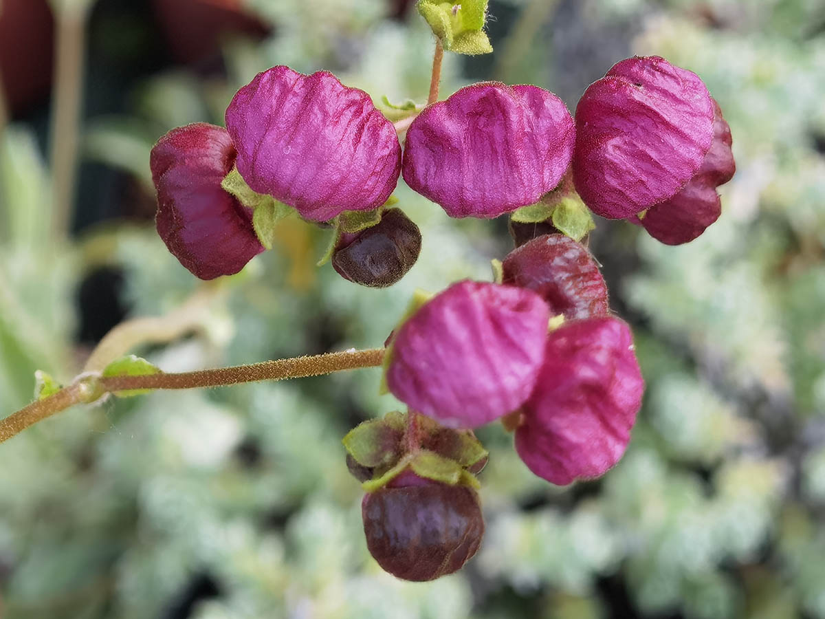 Calceolaria arachnoidea 3